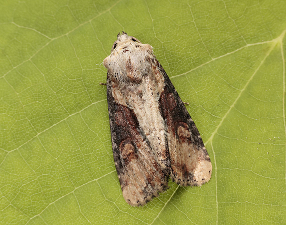 73.168 BF2336 Double Lobed Lateroligia ophiogramma