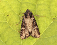 73.169 BF2343 Common Rustic Mesapamea secalis gendet 13_R525001