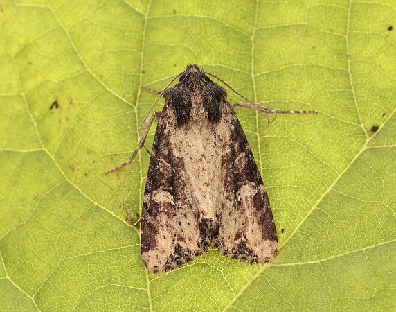 73.169 BF2343 Common Rustic Mesapamea secalis gendet 13_R525001