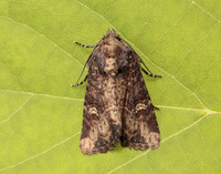 73.169 BF2343 Common Rustic Mesapamea secalis gendet 13_R525001