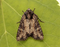 73.169 BF2343 Common Rustic Mesapamea secalis gendet 13_R525001