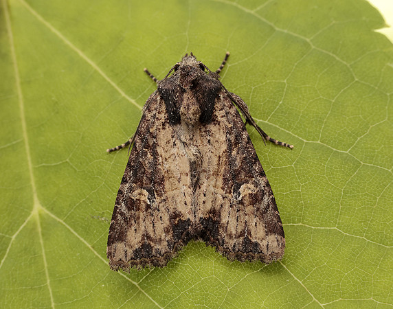 73.169 BF2343 Common Rustic Mesapamea secalis gendet 13_R525001