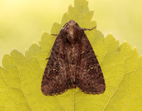 73.169 BF2343 Common Rustic Mesapamea secalis gendet 13_R525001