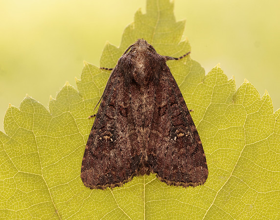73.169 BF2343 Common Rustic Mesapamea secalis gendet 13_R525001