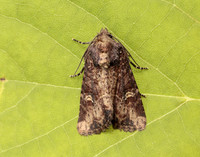 73.169 BF2343 Common Rustic Mesapamea secalis gendet 13_R525001