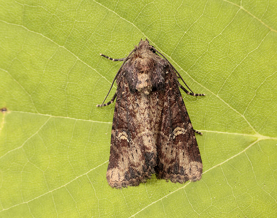 73.169 BF2343 Common Rustic Mesapamea secalis gendet 13_R525001