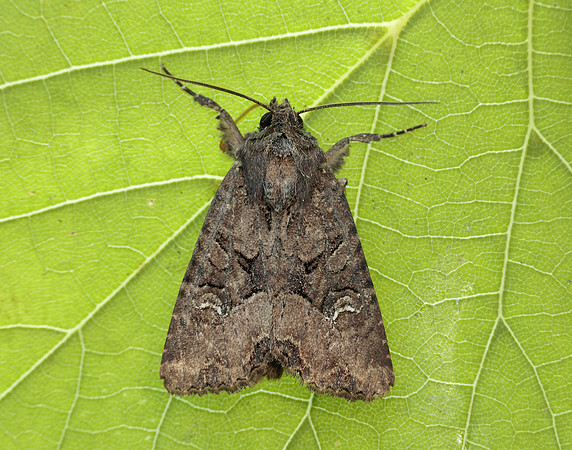 73.169 BF2343 Common Rustic Mesapamea secalis gendet 13_R525001