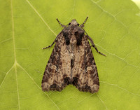 73.169 BF2343 Common Rustic Mesapamea secalis