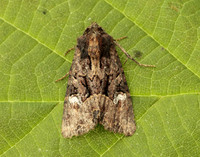 73.170 BF2343a Lesser Common Rustic Mesapamea didyma