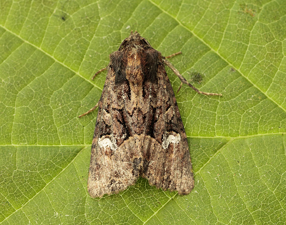 73.170 BF2343a Lesser Common Rustic Mesapamea didyma gendet