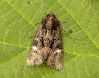 73.170 BF2343a Lesser Common Rustic Mesapamea didyma gendet