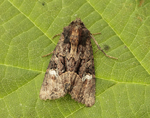 73.170 BF2343a Lesser Common Rustic Mesapamea didyma gendet
