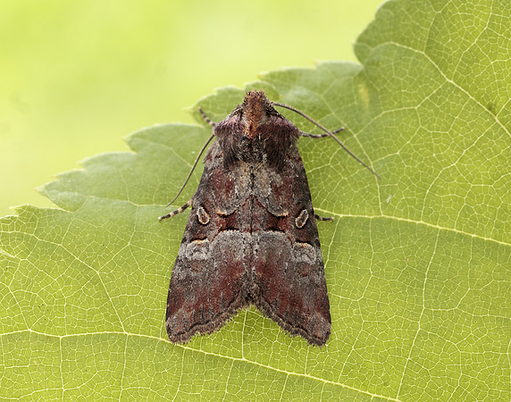 73.171 BF2342 Rosy Minor Litoligia literosa
