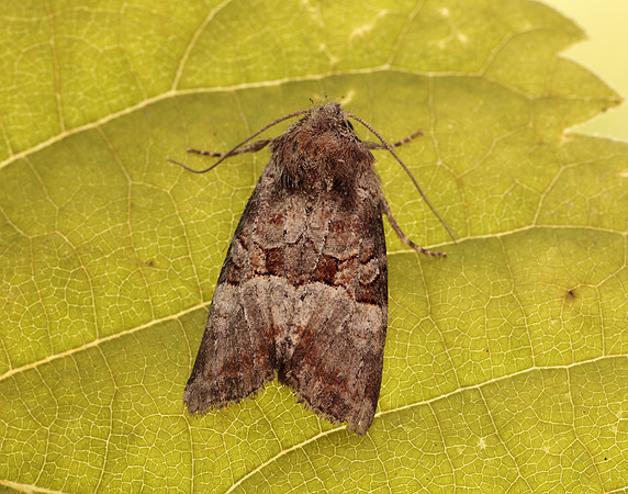 73.171 BF2342 Rosy Minor Litoligia literosa