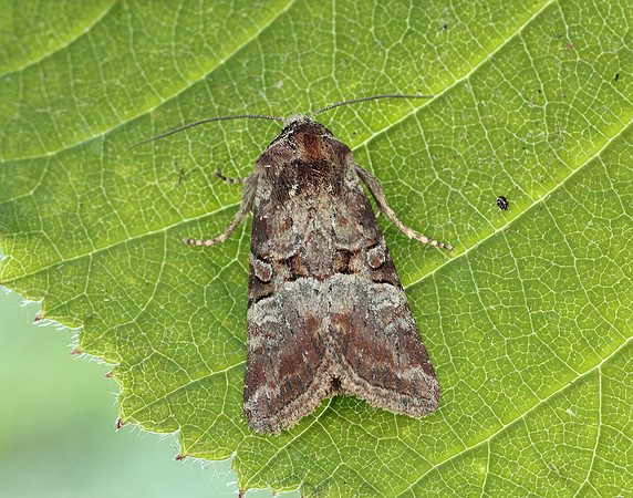 73.171 BF2342 Rosy Minor Litoligia literosa