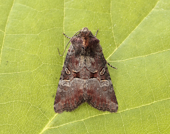 73.171 BF2342 Rosy Minor Litoligia literosa