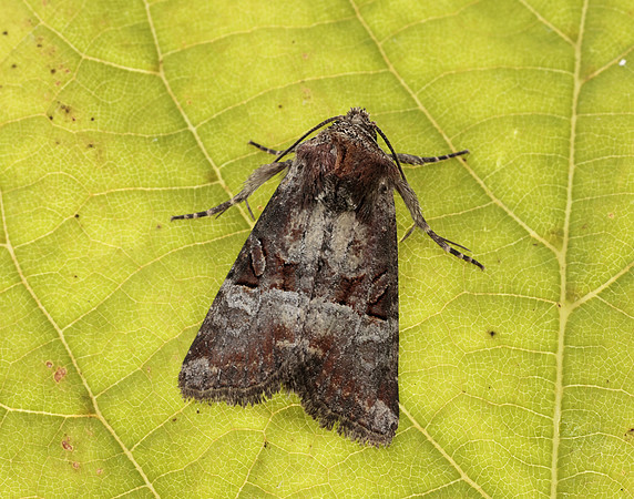 73.171 BF2342 Rosy Minor Litoligia literosa