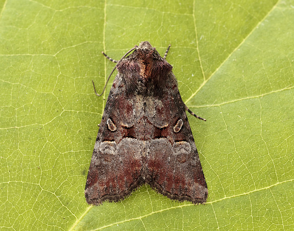 73.171 BF2342 Rosy Minor Litoligia literosa