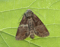 73.172 BF2341 Cloaked Minor Mesoligia furuncula