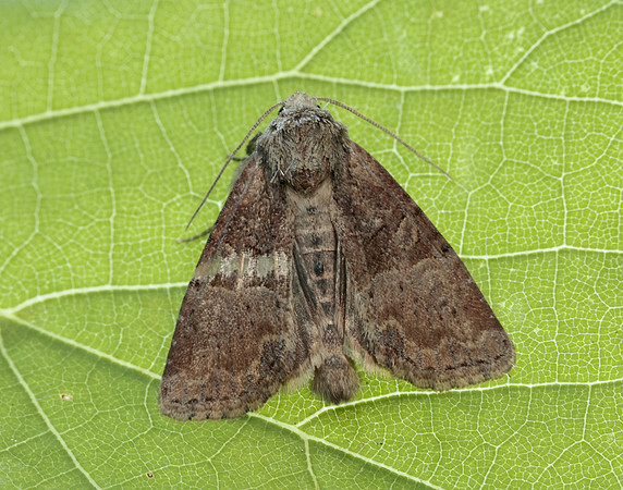 73.172 BF2341 Cloaked Minor Mesoligia furuncula