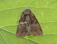 73.172 BF2341 Cloaked Minor Mesoligia furuncula