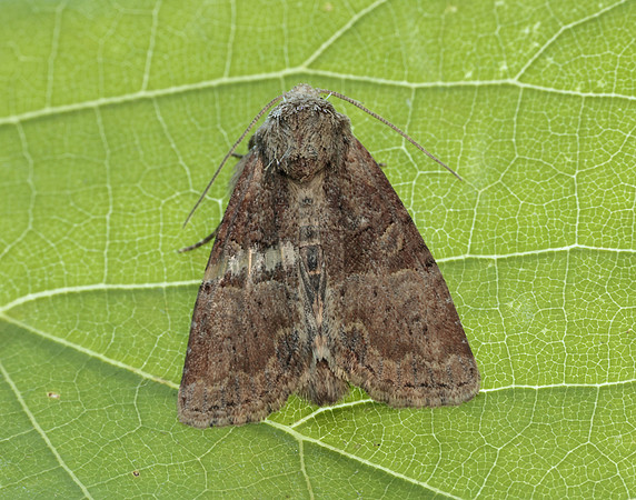 73.172 BF2341 Cloaked Minor Mesoligia furuncula