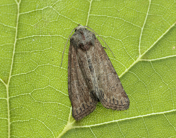 73.172 BF2341 Cloaked Minor Mesoligia furuncula