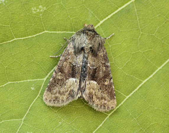73.176 BF2340 Middle-barred Minor Oligia fasciuncula