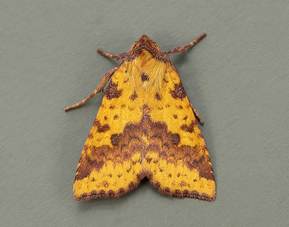 73.181 BF2273 Pink-barred Sallow Xanthia togata