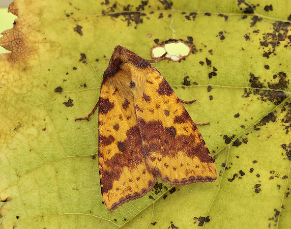 73.181 BF2273 Pink-barred Sallow Xanthia togata