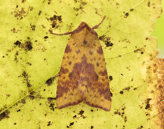 73.181 BF2273 Pink-barred Sallow Xanthia togata