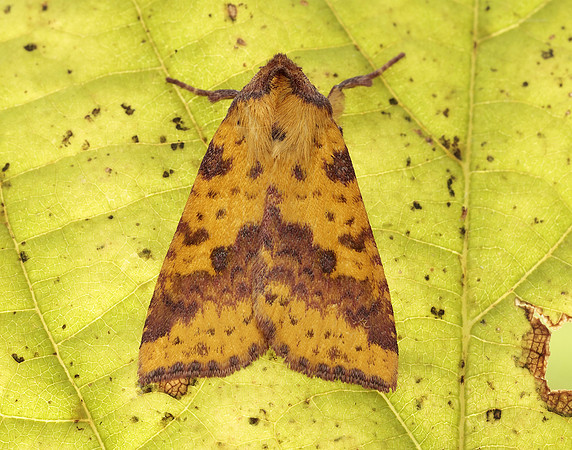 73.181 BF2273 Pink-barred Sallow Xanthia togata