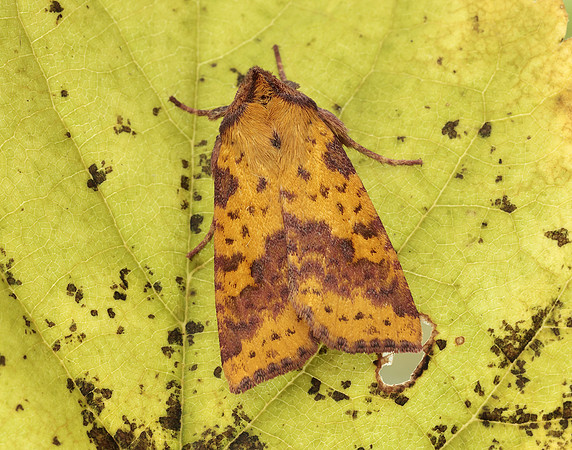 73.181 BF2273 Pink-barred Sallow Xanthia togata