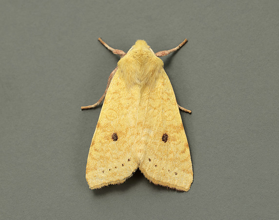 73.182 BF2274 Sallow Cirrhia icteritia