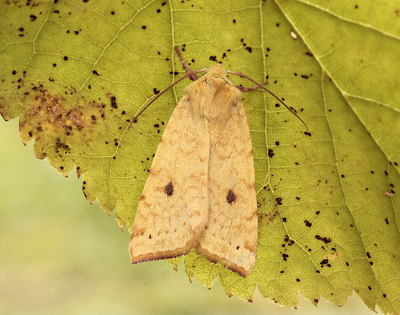 73.182 BF2274 Sallow Cirrhia icteritia