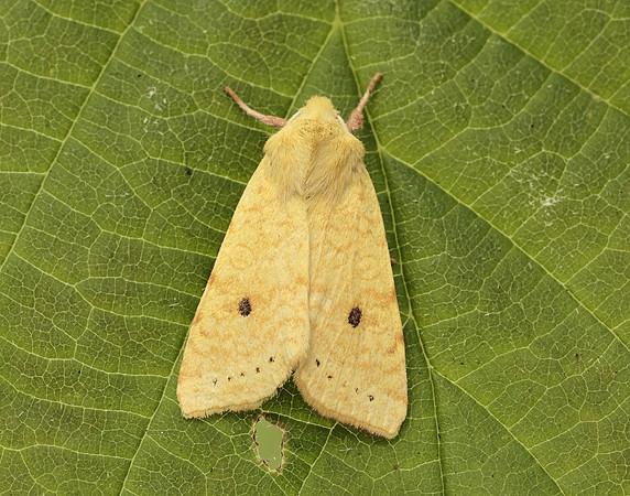 73.182 BF2274 Sallow Cirrhia icteritia