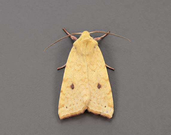 73.182 BF2274 Sallow Cirrhia icteritia