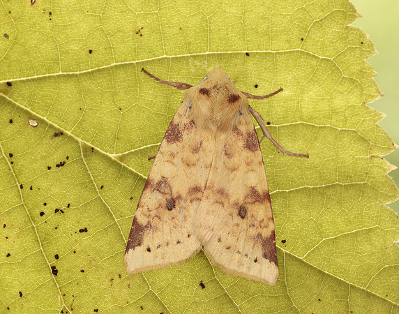 73.182 BF2274 Sallow Cirrhia icteritia