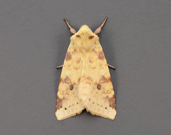 73.182 BF2274 Sallow Cirrhia icteritia