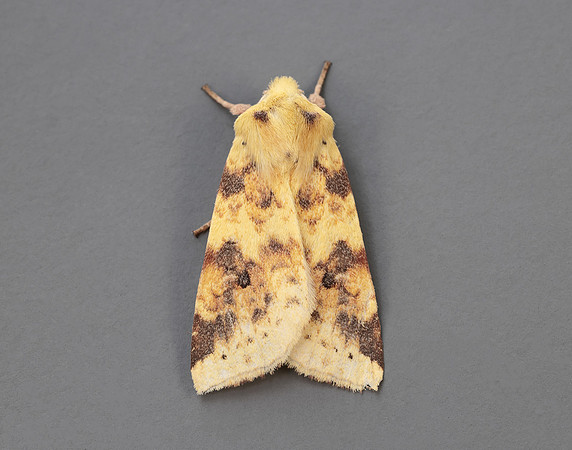 73.182 BF2274 Sallow Cirrhia icteritia