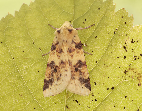 73.182 BF2274 Sallow Cirrhia icteritia