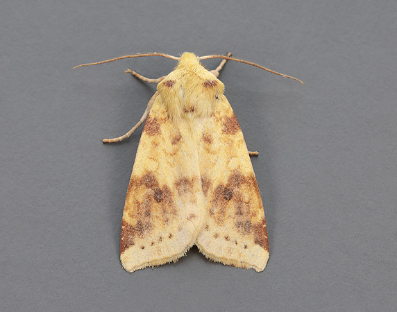 73.182 BF2274 Sallow Cirrhia icteritia