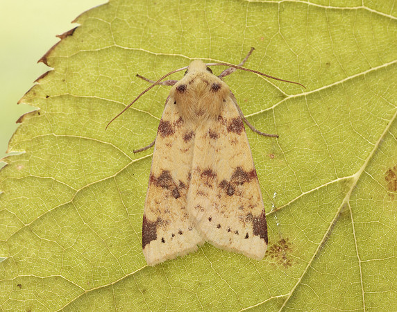 73.182 BF2274 Sallow Cirrhia icteritia