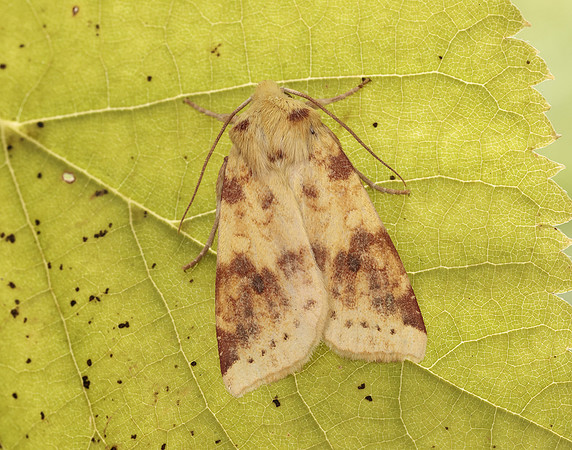 73.182 BF2274 Sallow Cirrhia icteritia