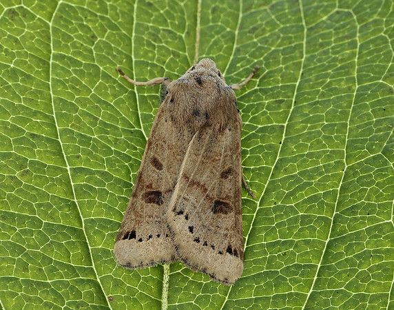 73.193 BF2270 Lunar Underwing Anchoscelis lunosa