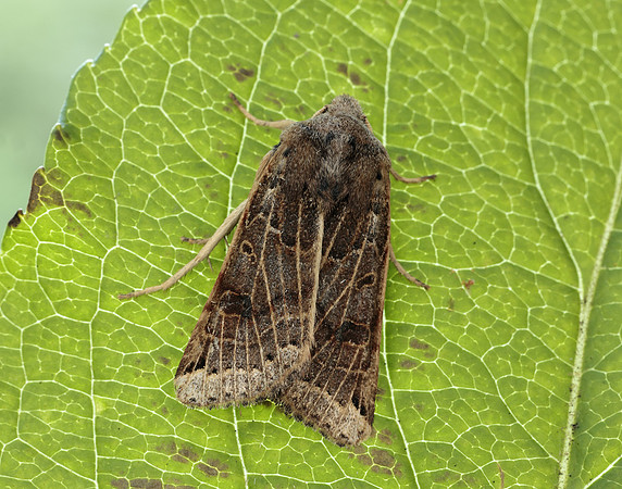 73.193 BF2270 Lunar Underwing Anchoscelis lunosa