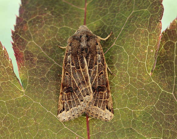 73.193 BF2270 Lunar Underwing Anchoscelis lunosa