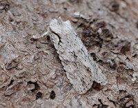 73.202 BF2237 Grey Shoulder-knot Lithophane ornitopus