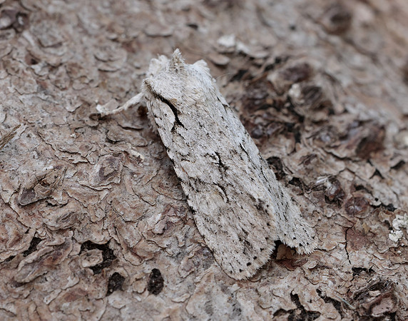73.202 BF2237 Grey Shoulder-knot Lithophane ornitopus