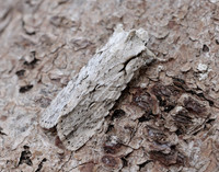 73.202 BF2237 Grey Shoulder-knot Lithophane ornitopus